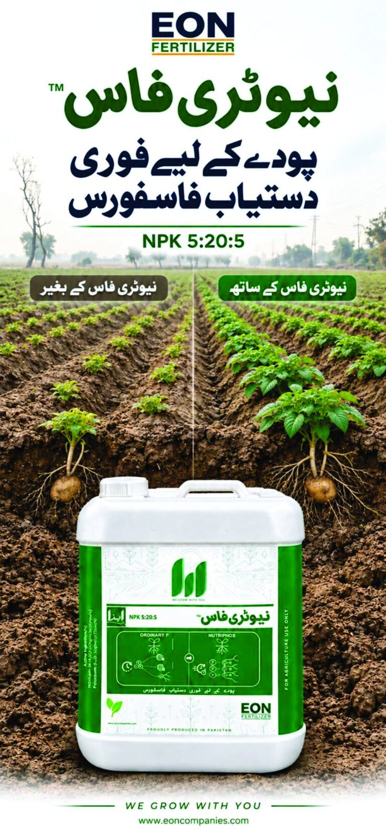 Potato crop grown without EON NutriPhos beside crop grown with EON NutriPhos, showing stronger foliage and root development