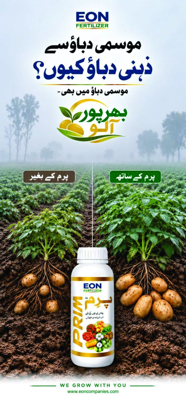 Potato crop grown without EON Prim beside crop grown with EON Prim, showing larger tubers and stronger root development