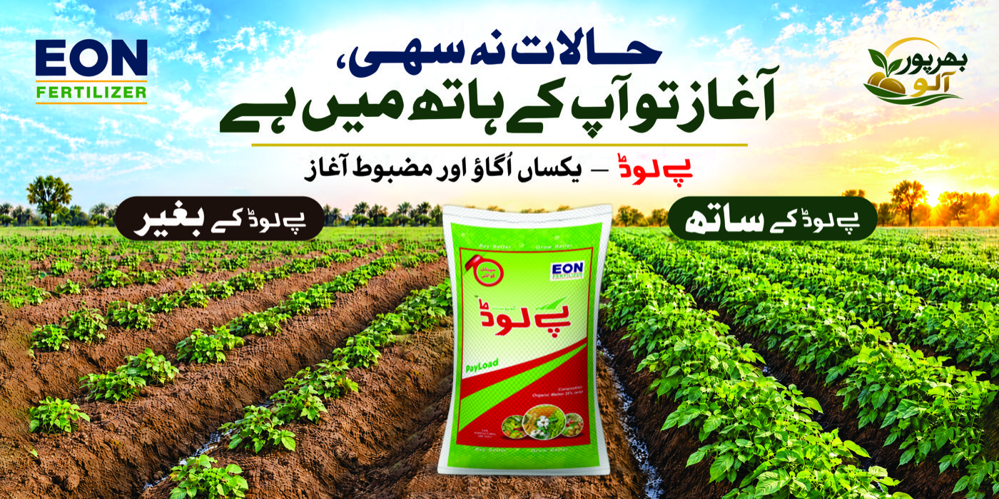 Bharpoor Aaloo Program - potato crop grown without EON PayLoad beside crop grown with EON PayLoad