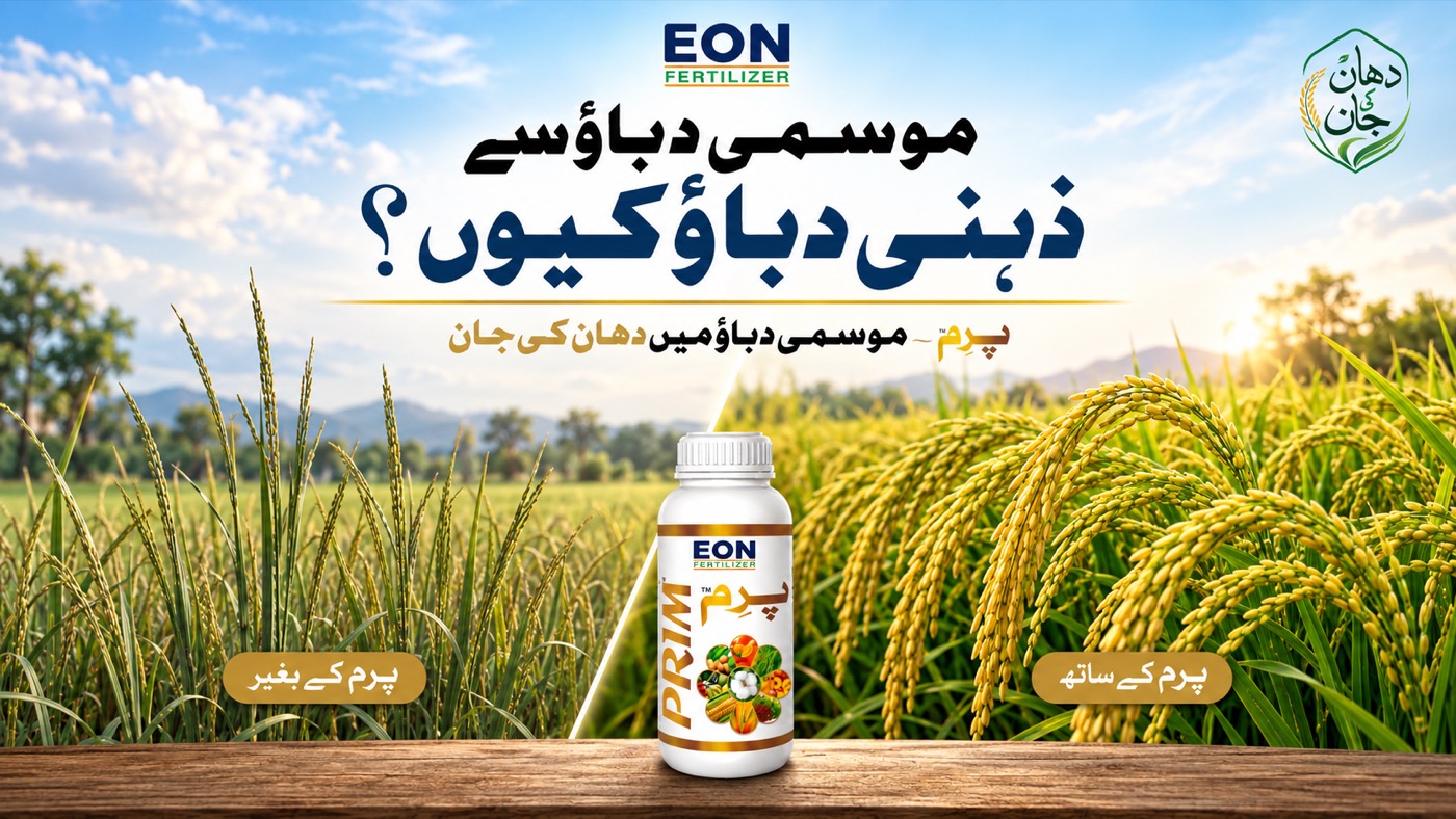 Dhaan Ki Jaan Program - rice crop grown without EON Prim beside crop grown with EON Prim